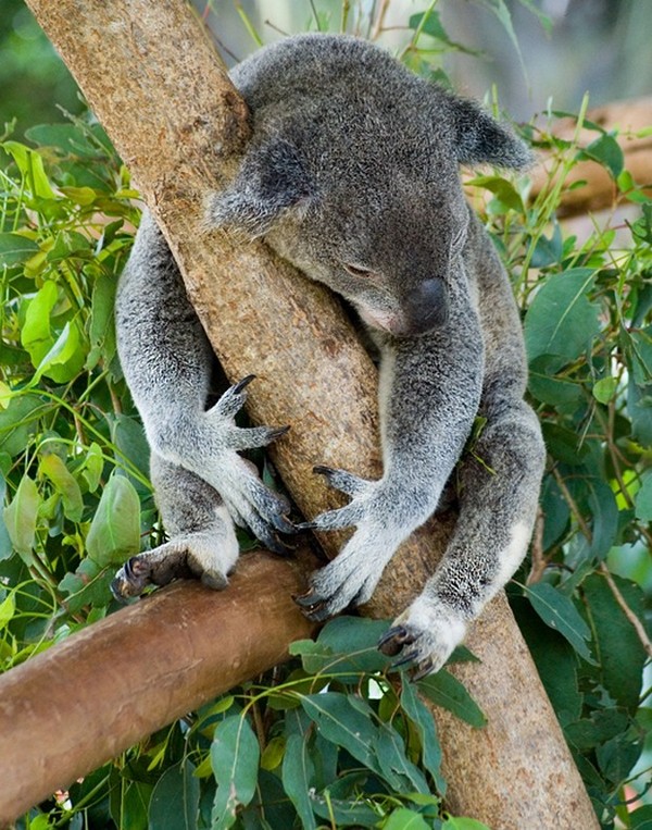 KOALA