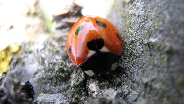 COCCINELLE 2