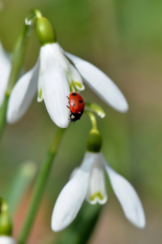 COCCINELLE