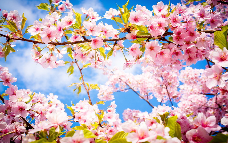 cherry-blossom-spring1.jpg