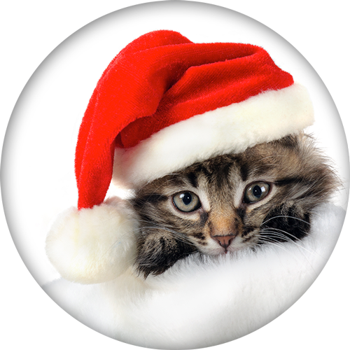 christmas-cat-png-3.png
