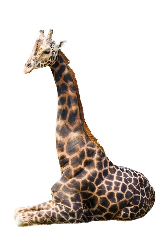 GIRAFE