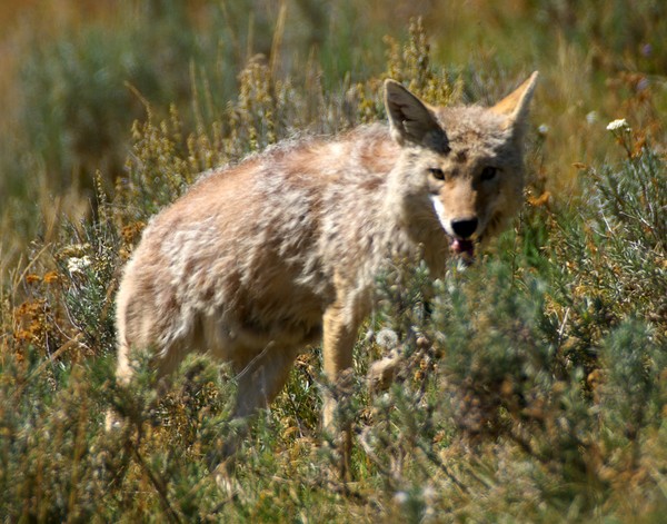 COYOTTE