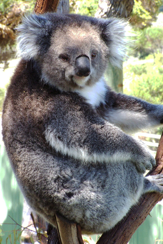 KOALA