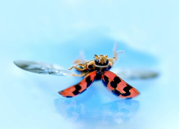 COCCINELLE 2