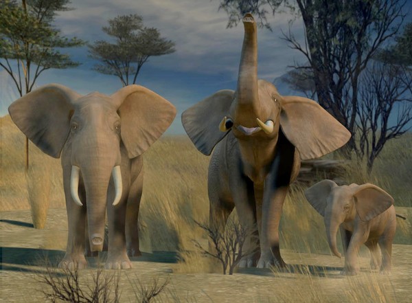 ELEPHANTS