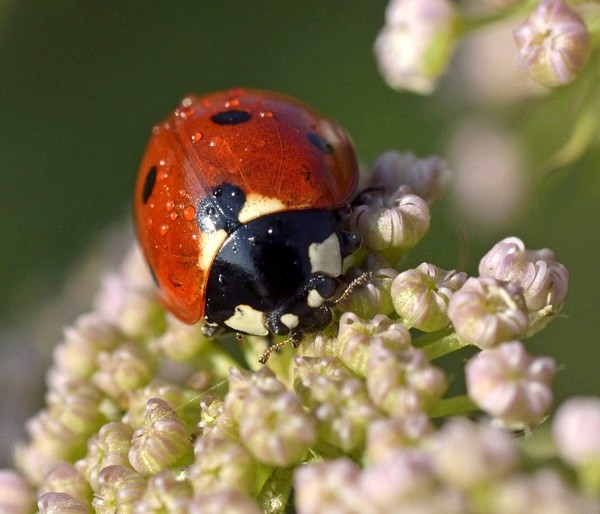 COCCINELLE