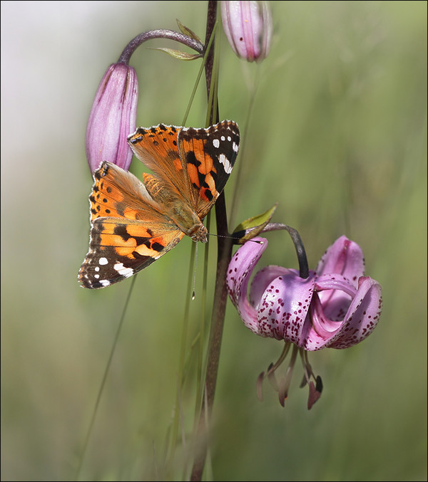 PAPILLON