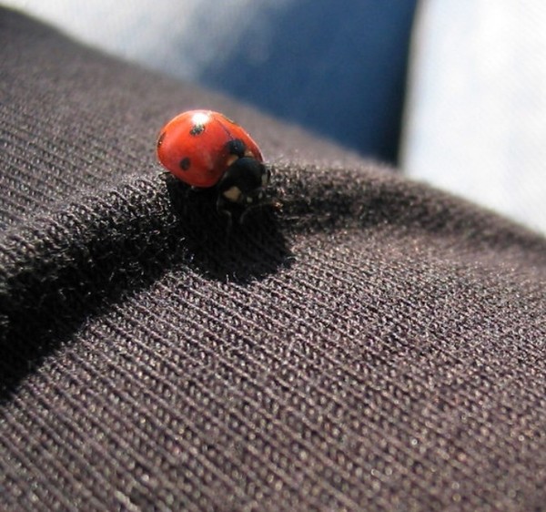 COCCINELLE 2