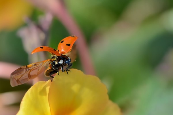 COCCINELLE