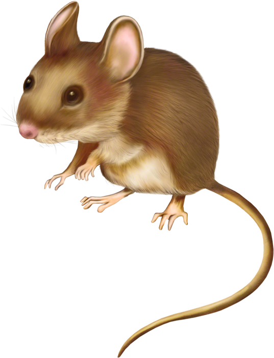 RAT SOURIS... 2