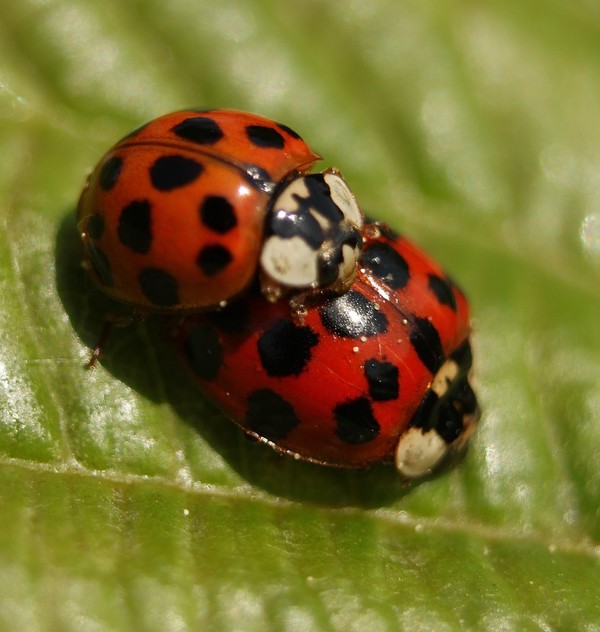 COCCINELLES