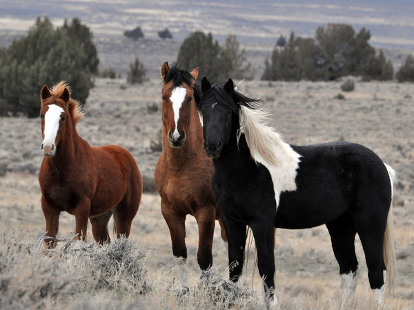 CHEVAUX 2