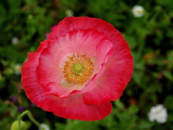 COQUELICOT