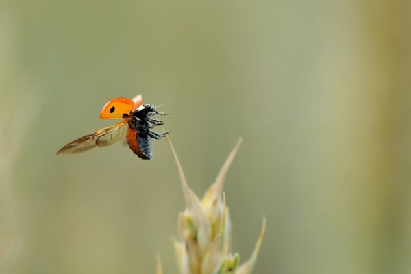 COCCINELLE