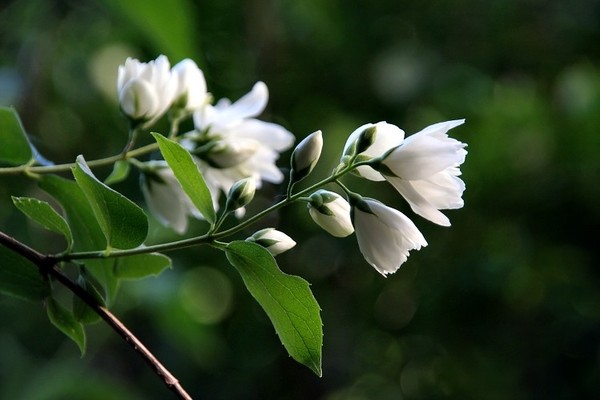 FLEURS