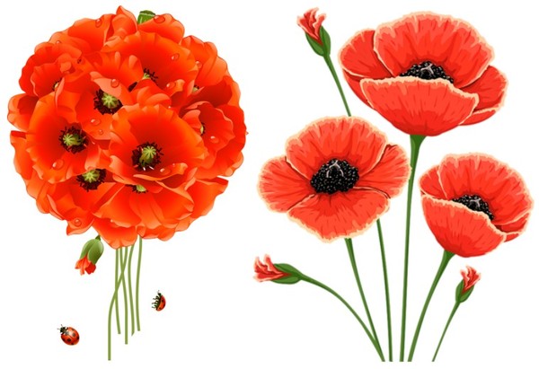 COQUELICOTS