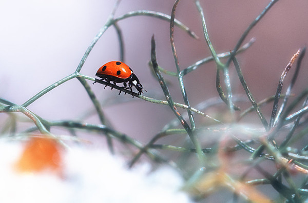 COCCINELLE