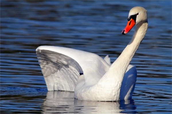 CYGNE