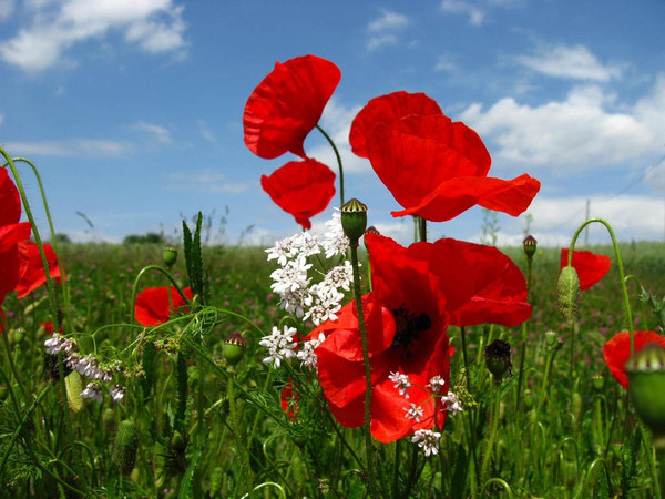 COQUELICOTS