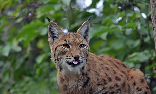 LYNX