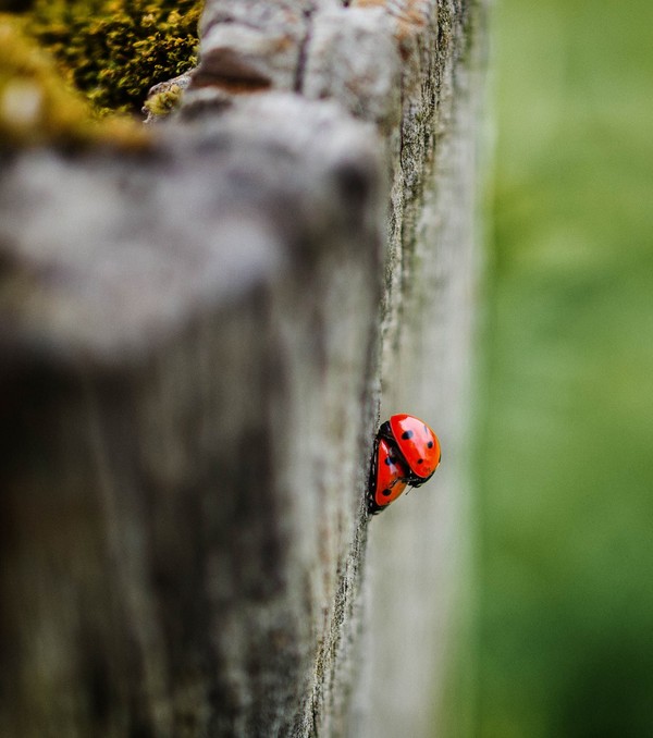 COCCINELLES