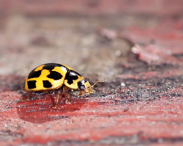 COCCINELLE 2