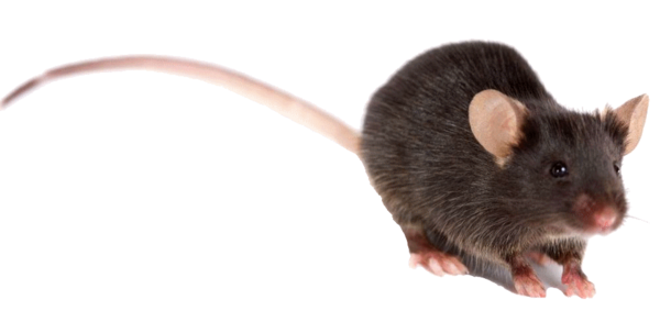 RAT