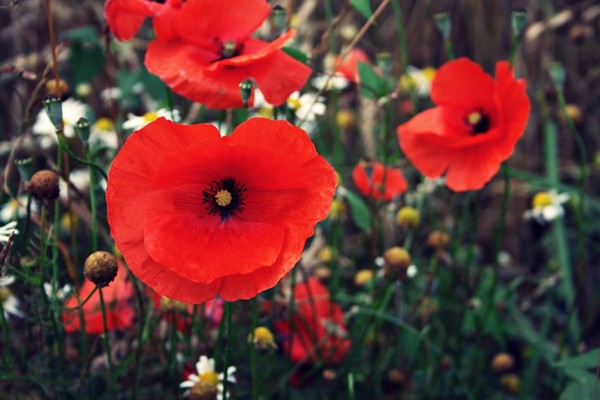 COQUELICOTS