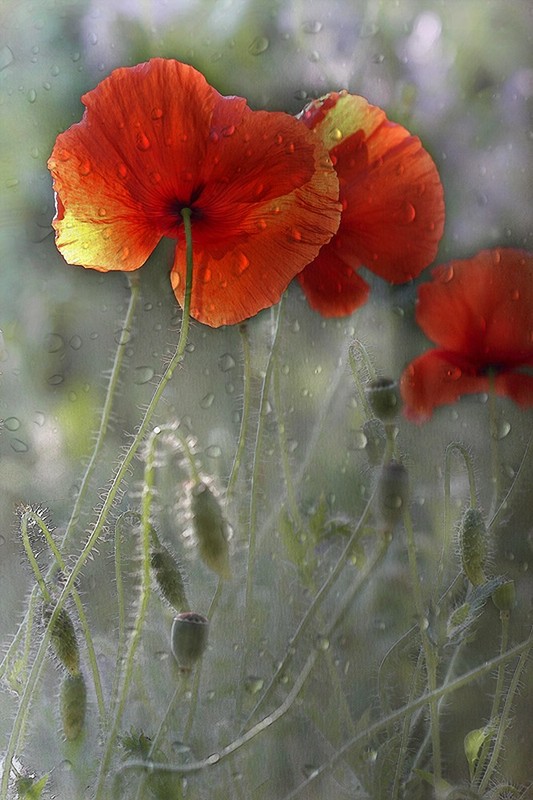 COQUELICOTS