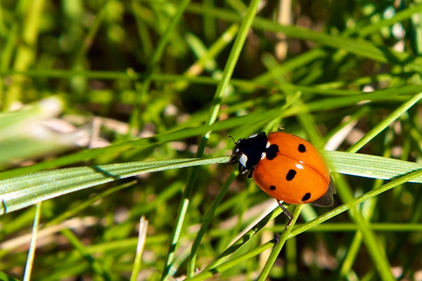 COCCINELLE