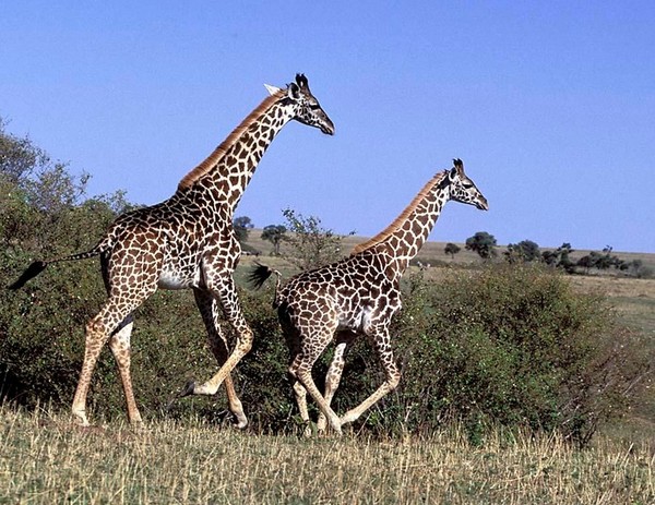 GIRAFES