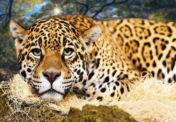 LEOPARD