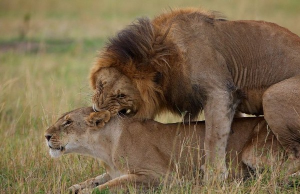 LIONNE ET LION