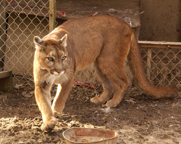 COUGAR