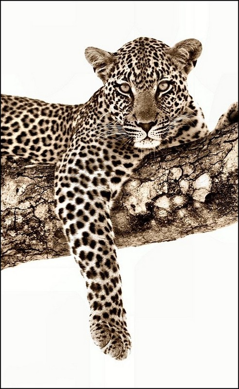 LEOPARD