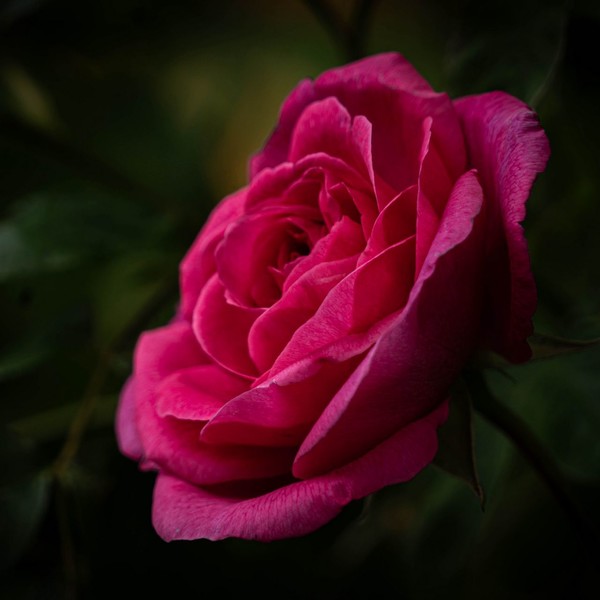 ROSES 4
