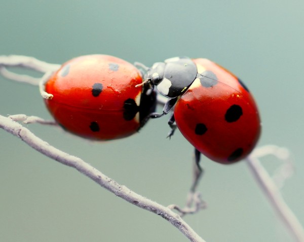 COCCINELLES