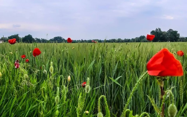COQUELICOTS 2