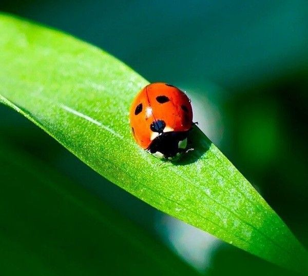 COCCINELLE 2