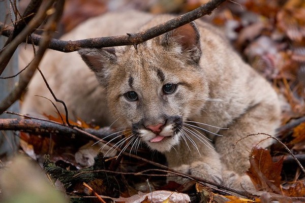 BEBE COUGAR