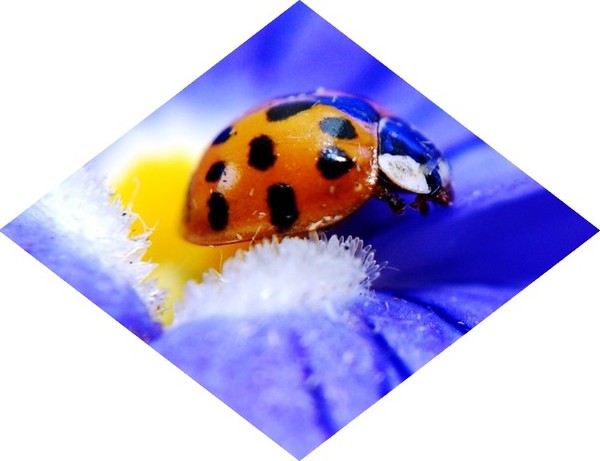 COCCINELLE