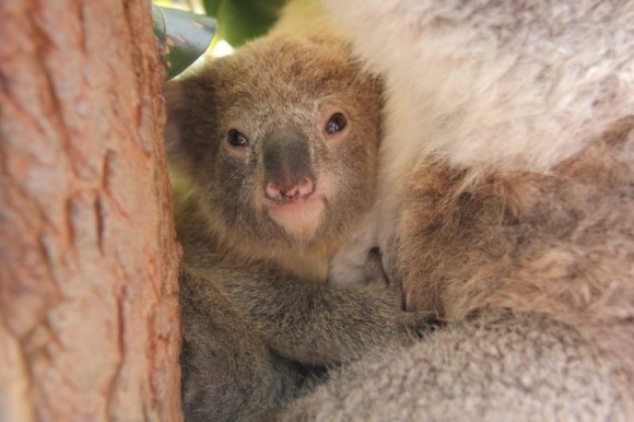 KOALA