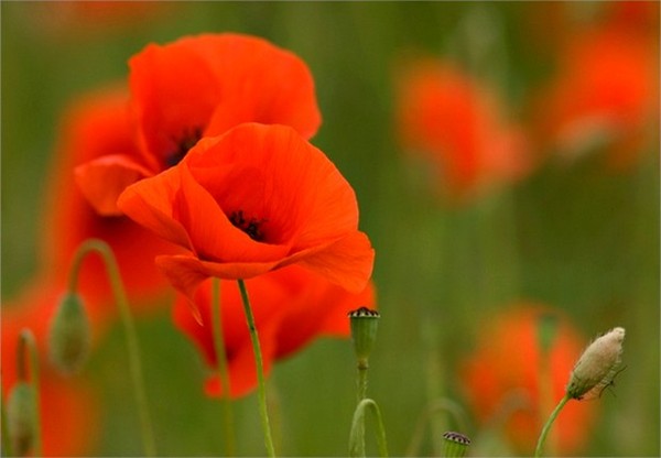 COQUELICOTS