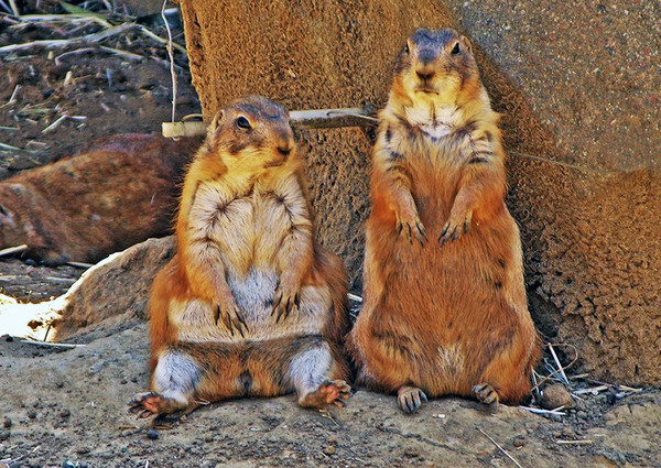 MARMOTTES