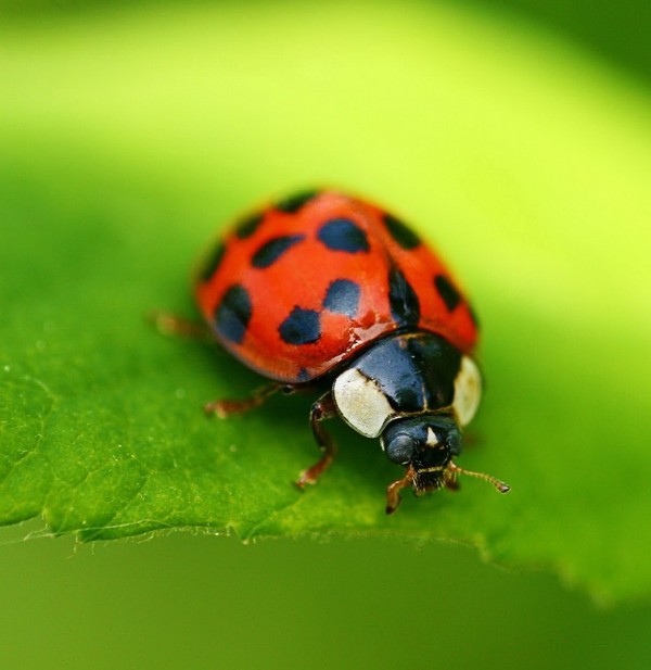 COCCINELLE