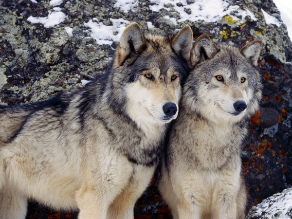 LOUPS