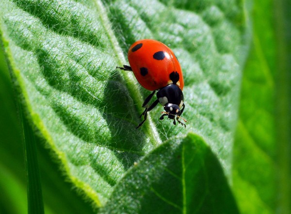 COCCINELLE