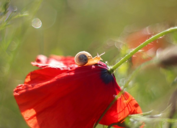 COQUELICOTS