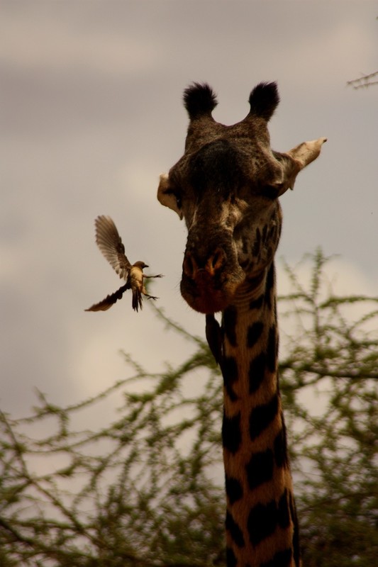 GIRAFE